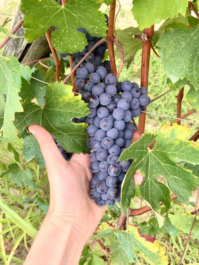 Agricola Domus Leilighet Barolo Eksteriør bilde